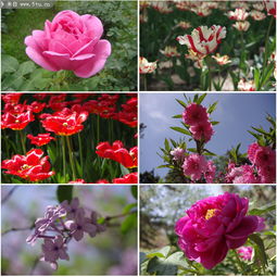  花卉图片大全大图唯美，精选花卉摄影作品欣赏，花卉之美，精选唯美花卉摄影作品欣赏--第1张