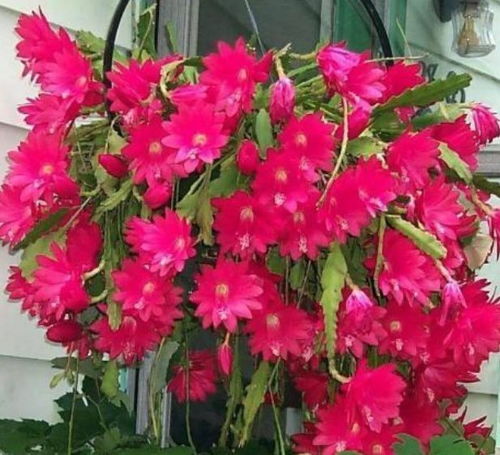  各种花卉图片大全大图，各种花卉图片大全，美丽的大图欣赏--第1张