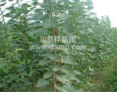 意杨树图片大全，意杨树美丽风景图片大全--第1张