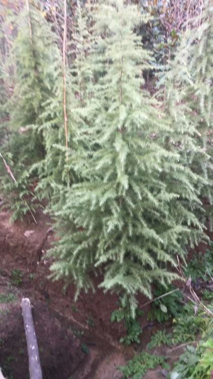  雪松树最新价格表，雪松树最新市场价格表--第1张