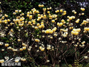  结香属植物--第1张