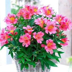  象征友谊的花——永恒之花--第1张