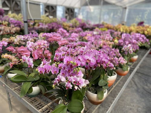  网上鲜花批发渠道--第1张