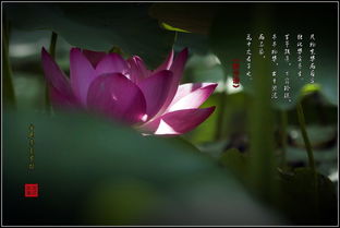  花中君子是哪四种--第1张