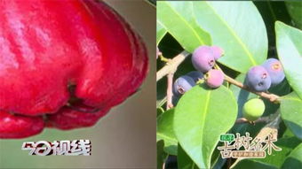  红枝蒲桃与红鳞蒲桃--第1张