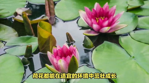  荷花怎么传播种子，荷花种子的传播方式，自然传播荷花种子通过水力传播、动物传播和风力传播等自然方式进行传播。--第1张