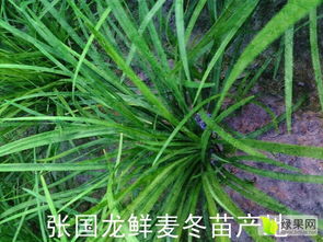  苗木价格行情，市场动态与未来趋势分析--第1张