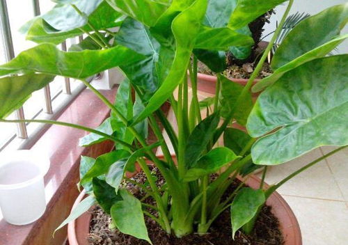  适合室内养的32种花，适合室内养的32种花推荐--第1张