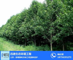  579苗木网，最新求购信息，助您轻松找到优质苗木，579苗木网，轻松获取优质苗木，满足您的求购需求--第1张