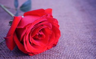  玫瑰花的颜色代表什么，玫瑰花的颜色代表爱情、浪漫和温馨。--第1张