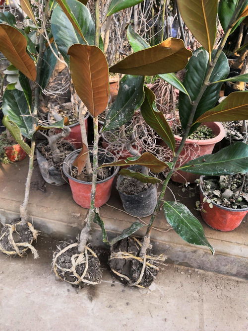  玉兰树苗多少钱一棵——种植与养护的全面指南，玉兰树苗价格及种植养护全面指南--第1张