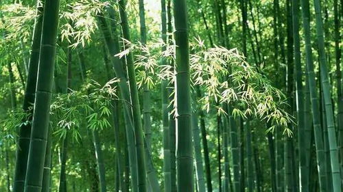  竹子是辟邪还是招鬼？，竹子是辟邪还是招鬼？的探讨--第1张