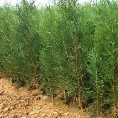  柏树苗价格表，柏树苗种植成本价格表--第1张