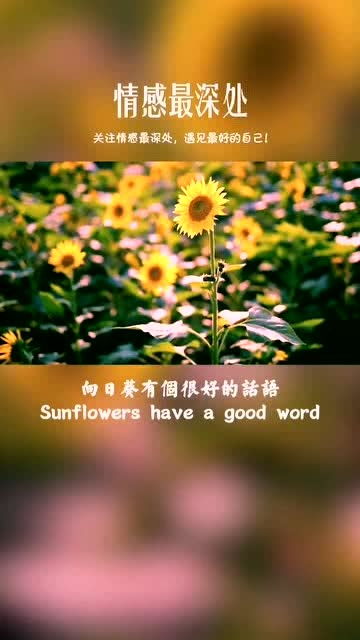  四下皆是你花语，四下皆是你，花语--第1张