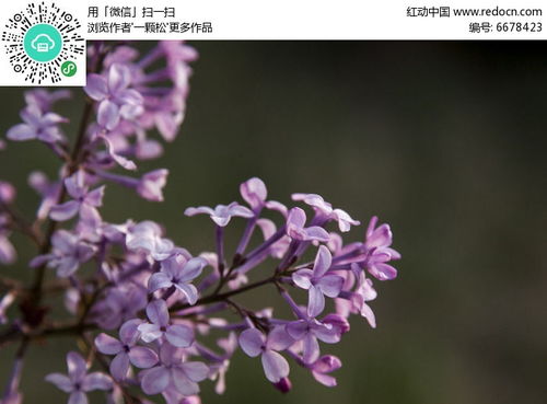  丁香花高清在线观看--第1张