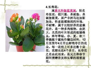  100种常见室内绿植--第1张