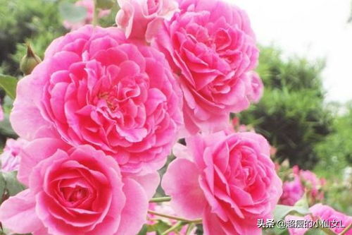  月季花家庭养法全攻略，月季花家庭养法全攻略，从选购到养护的全方位指南--第1张