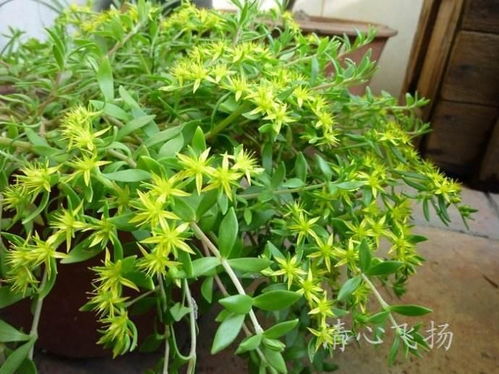  佛甲草开花图片--第1张