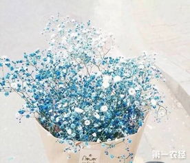  满天星图片大全大图，满天星图片大全，夜空中最亮的星——大图欣赏--第1张