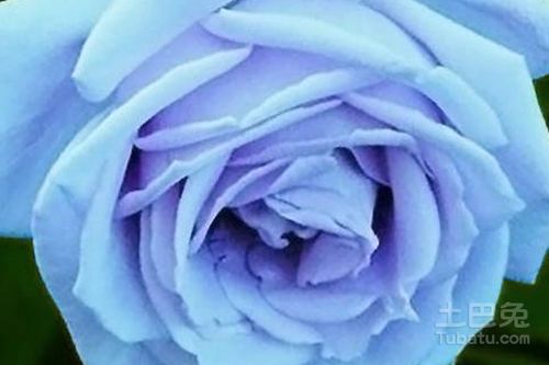  有蓝色妖姬这种花吗？，世界上有蓝色妖姬这种花吗？--第1张
