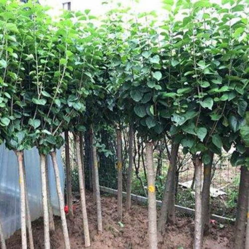  丁香树适合庭院种植吗--第1张