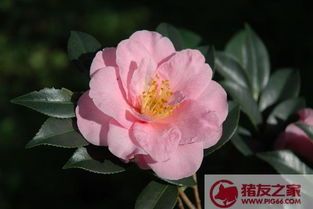  山茶花的寓意，山茶花的吉祥寓意，茶赏赐、友谊之福--第1张