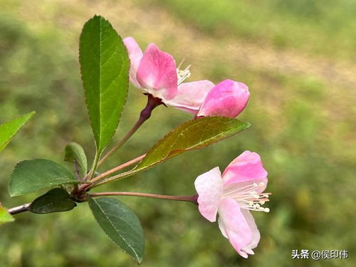  古人赞美海棠花的诗句--第1张