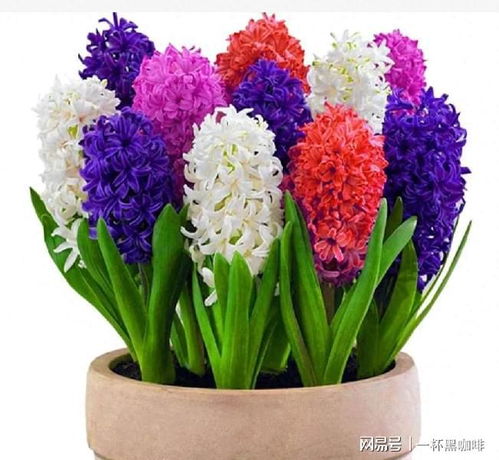  什么花好养又好看室内--第1张