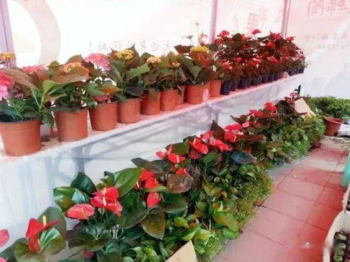  石家庄鲜花网，一站式购花平台，让生活充满花香，石家庄鲜花网，一站式购花平台，让生活充满花香，提供优质服务--第1张
