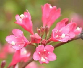  锦带花有毒吗