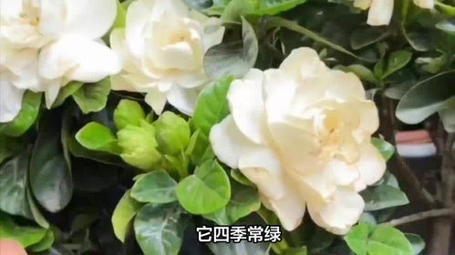  栀子花的寓意和象征意义--第1张