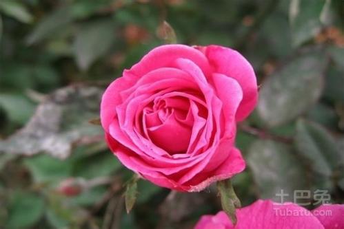  300朵玫瑰花代表什么意思--第1张