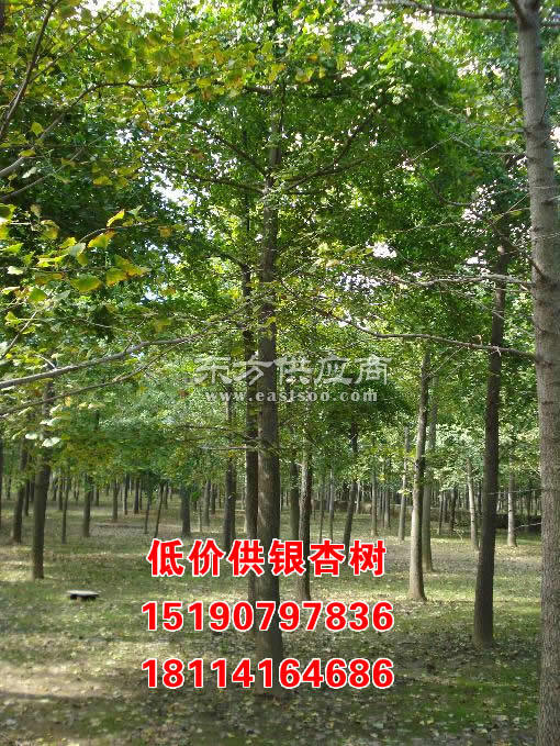  银杏树苗，生命的希望与奇迹，银杏树苗，生命的希望与奇迹的象征--第1张