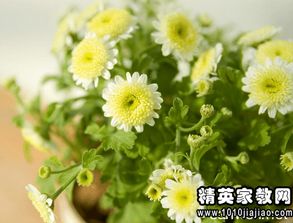  迎春花的描写优美句子--第1张