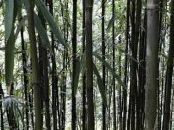  批发绿植鲜花一手货源，批发绿植鲜花一手货源，一站式采购平台--第1张