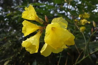  楠木树高清图片——探寻珍稀植物之美，楠木树高清图片，探寻珍稀植物之美的视觉盛宴--第1张