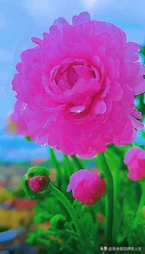  六朵花图片，绽放生命之花--第1张