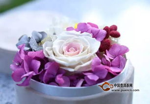  永生花是真花还是假花？--第1张