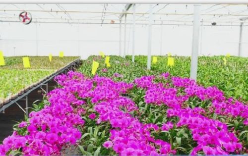  烟台鲜花批发市场，打造美丽与经济的完美结合--第1张