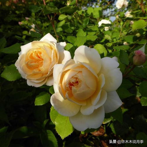  月季花种植的最佳时间--第1张