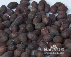  蒲葵子的功效与作用及禁忌