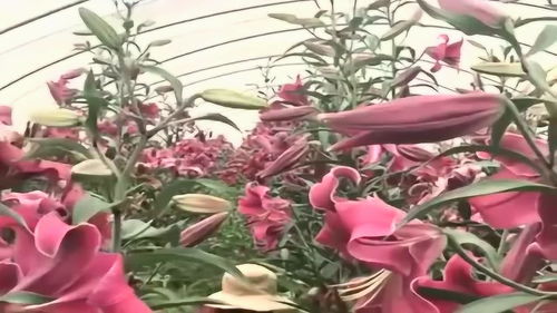  最漂亮的真实百合花图片--第1张