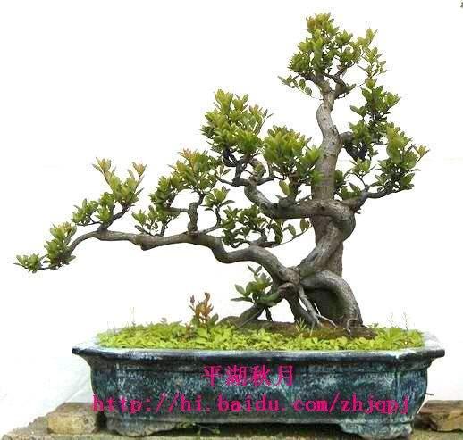  花卉盆景的种类繁多，它们不仅具有观赏价值，还能为家居环境增添一份生机和美感。本文将介绍花卉盆景的种类、特点、养护方法以及注意事项，帮助您更好地了解和养护花卉盆景。