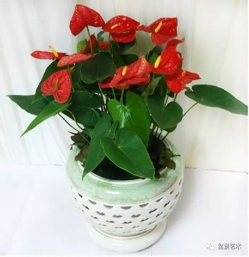  红掌的养殖方法，红掌的养殖技巧与注意事项--第1张