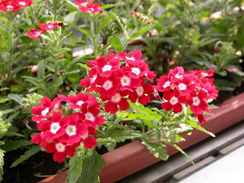  夏天有什么花盛开，夏天盛开的花朵有，夏日花园。--第1张