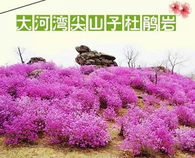  扎兰屯市鲜花预订，一站式服务，让您的生活更美好--第1张