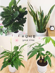  长春买花绿植去哪里？最佳指南--第1张