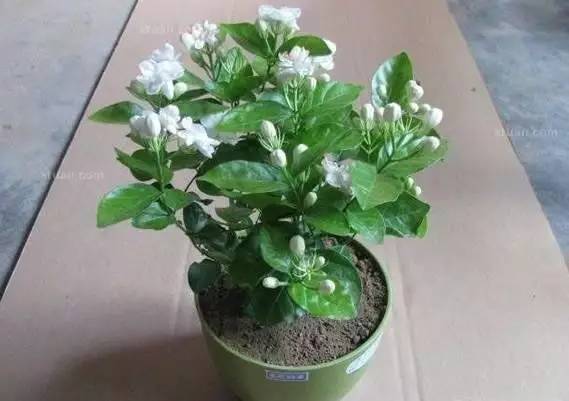  家里最适合养的花和植物，家里最适合养的花和植物有，清新绿植，让你的家更宜居--第1张