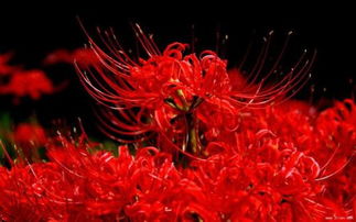  黑色彼岸花的图片，神秘与美丽的交织，黑色彼岸花，神秘与美丽的交织之景--第1张