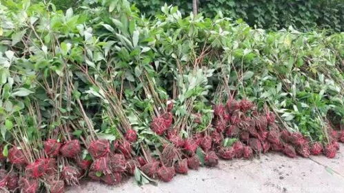  结香花的种植方法，结香花的种植方法，准备土壤与种植时间--第1张